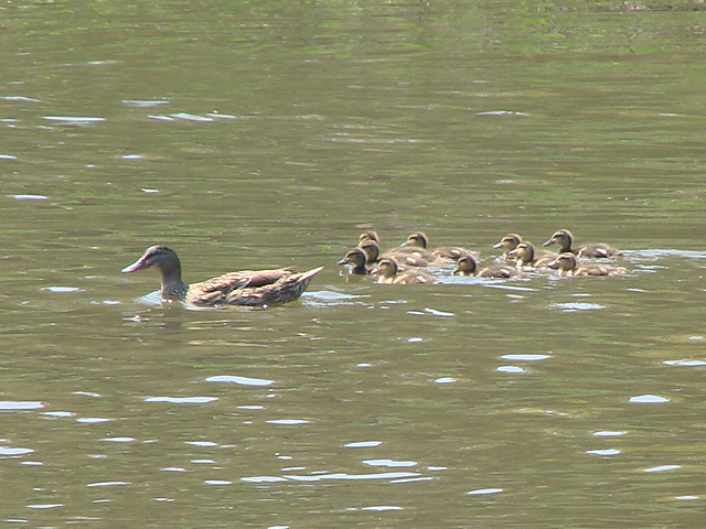 madre con figli al seguito